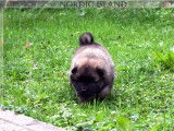 1 chiot mâle Eurasier LOF à réserver