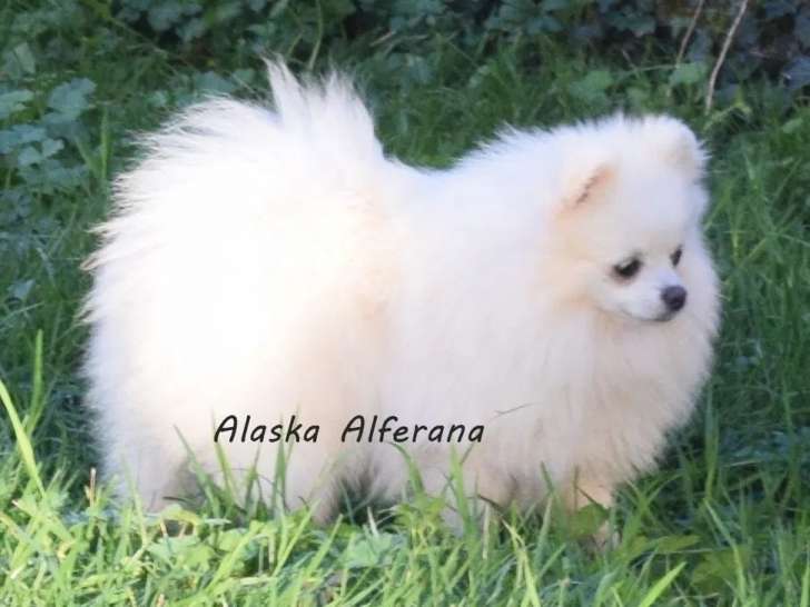 Chien adulte femelle Spitz Allemand LOF à vendre