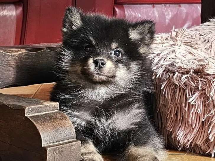 3 chiots Finnois de Laponie à réserver (LOF)