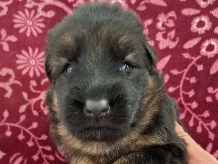 4 chiots mâles Berger Allemand LOF à réserver