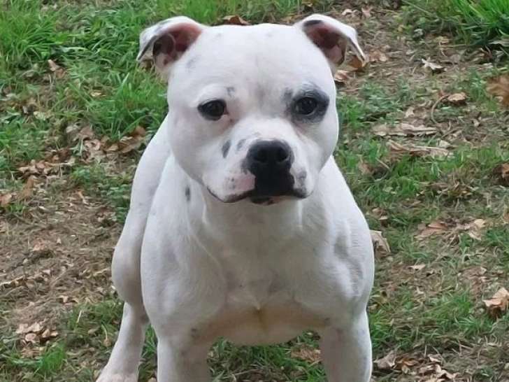 Chien mâle Staffordshire Bull Terrier à vendre (LOF)