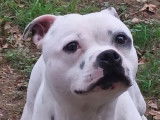 Chien mâle Staffordshire Bull Terrier à vendre (LOF)