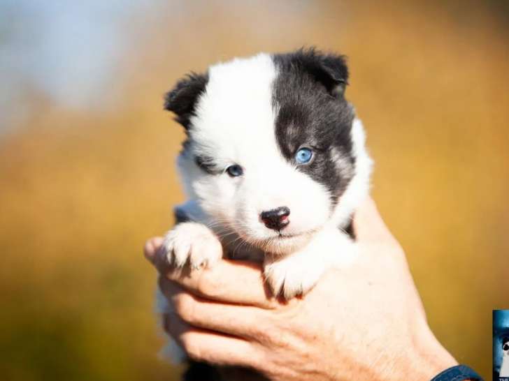 Chiots Laika de Yakoutie disponibles à la réservation (LOF)