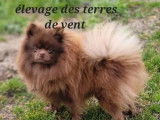 3 chiots Spitz Nain disponibles à la vente (LOF)