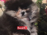 4 chiots Spitz Nain disponibles à la vente