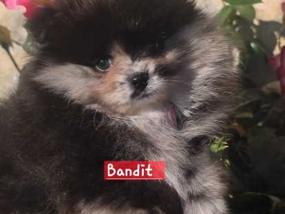 4 chiots Spitz Nain disponibles à la vente