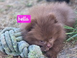 4 chiots Spitz Nain disponibles à la vente