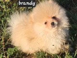 4 chiots Spitz Nain disponibles à la vente