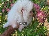 4 chiots Spitz Nain disponibles à la vente