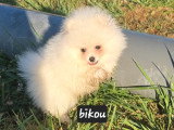 4 chiots Spitz Nain disponibles à la vente