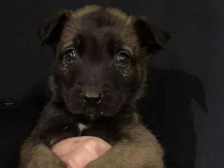 4 chiots Berger Belge Malinois LOF à réserver