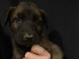 4 chiots Berger Belge Malinois LOF à réserver