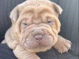 5 chiots Shar-Peï disponibles à la réservation (LOF)