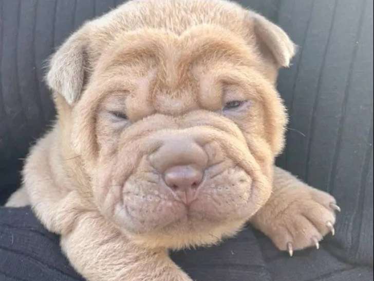 5 chiots Shar-Peï disponibles à la réservation (LOF)