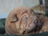 5 chiots Shar-Peï disponibles à la réservation (LOF)