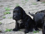 1 chiot mâle Cocker Spaniel Anglais noir à réserver (LOF)