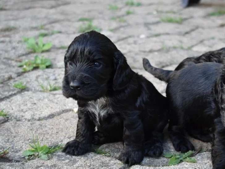 1 chiot mâle Cocker Spaniel Anglais noir à réserver (LOF)