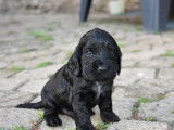 1 chiot mâle Cocker Spaniel Anglais noir à réserver (LOF)