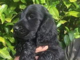 1 chiot mâle Cocker Spaniel Anglais noir à réserver (LOF)