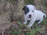 6 chiots Jack Russell disponibles à l’achat (LOF)