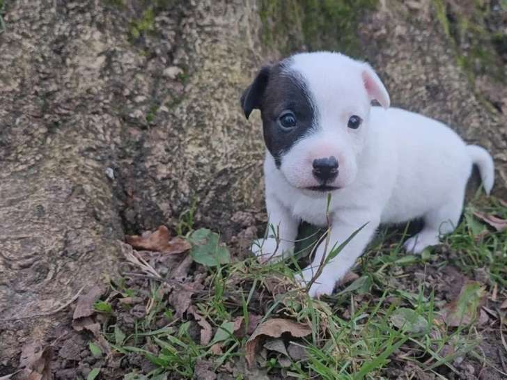 6 chiots Jack Russell disponibles à l’achat (LOF)