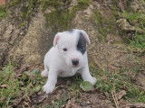 6 chiots Jack Russell disponibles à l’achat (LOF)