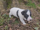 6 chiots Jack Russell disponibles à l’achat (LOF)
