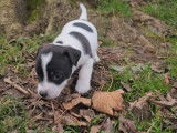 6 chiots Jack Russell disponibles à l’achat (LOF)