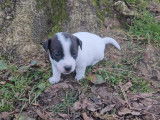 6 chiots Jack Russell disponibles à l’achat (LOF)