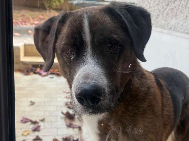 Chien adulte Mâle à donner