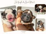 Magnifique portée de chiots Shih Tzu à vendre
