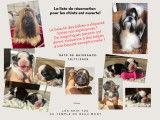 Magnifique portée de chiots Shih Tzu à vendre