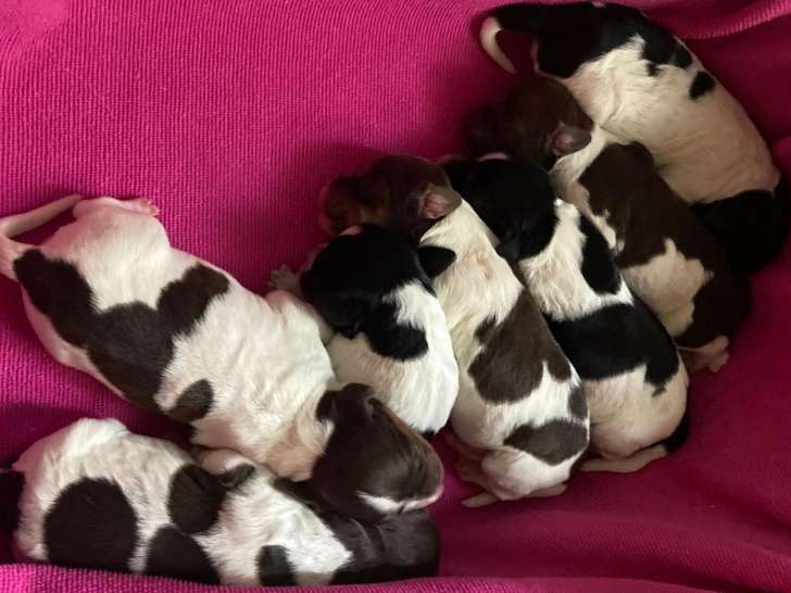 Chiots Épagneul Breton tricolores LOF à naître en mars 2026