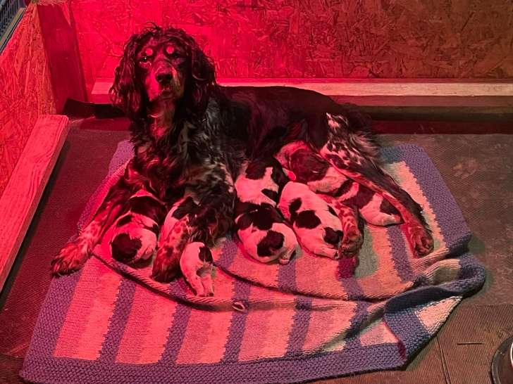 Chiots Épagneul Breton tricolores LOF à naître en Janvier 2026