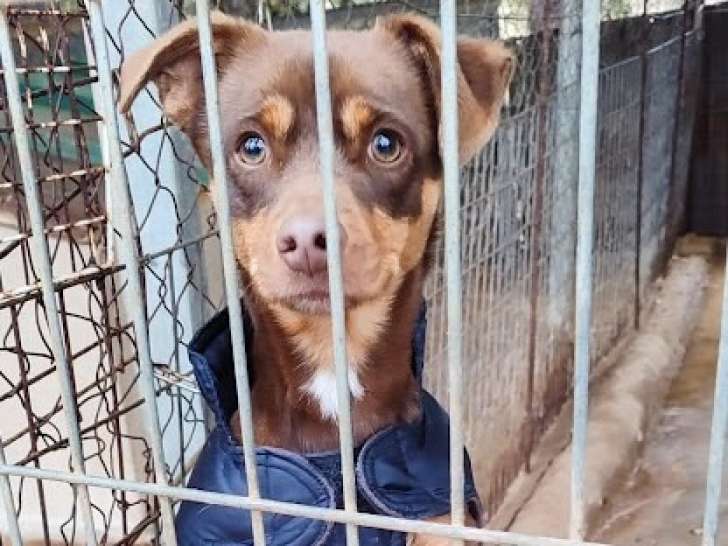 Neon, adorable petit chien de 1 an à adopter en association