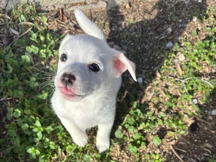 Topolina, chiot femelle à adopter