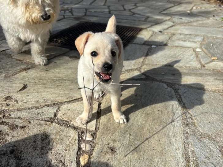 Top Bro, chiot à adopter en association