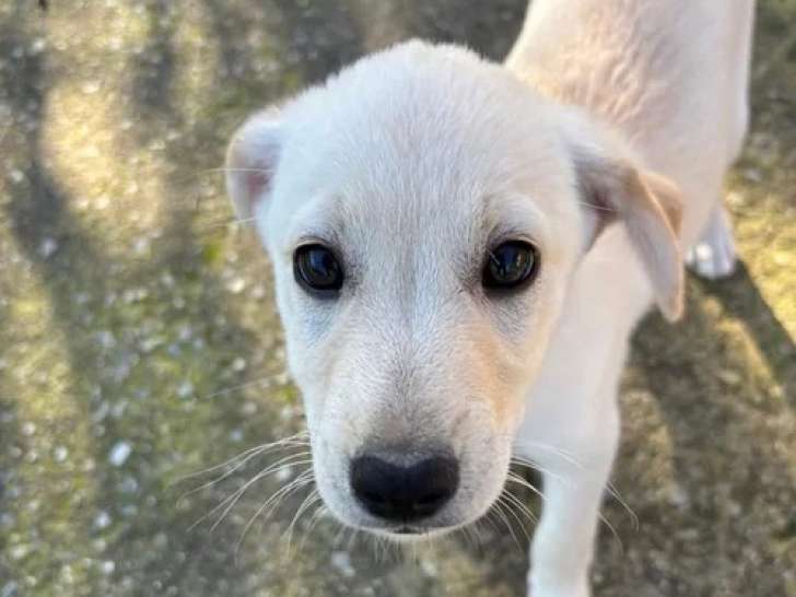 Top Bro, chiot &agrave; adopter en association
