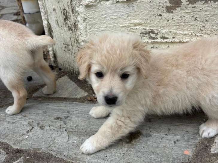 Temina, chienne à adopter en association