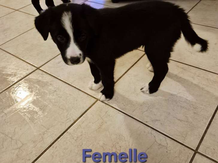Chiots Border Collie à vendre