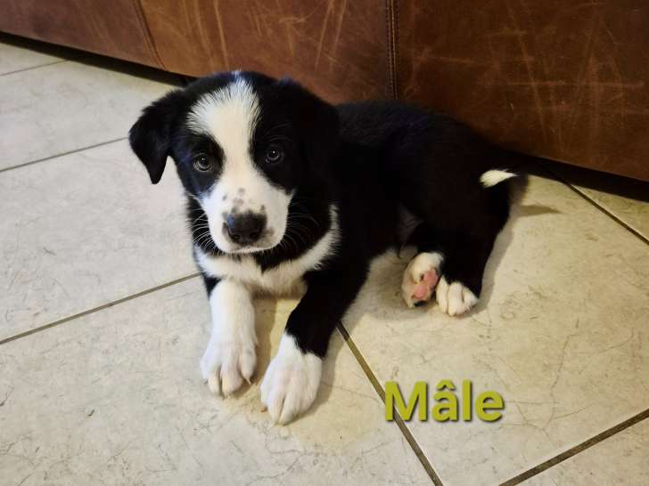 Chiots Border Collie à vendre