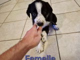 Chiots Border Collie à vendre