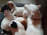 4 magnifiques chiots Jack Russell de petite taille à vendre