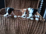4 magnifiques chiots Jack Russell de petite taille à vendre
