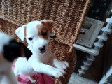 4 magnifiques chiots Jack Russell de petite taille à vendre