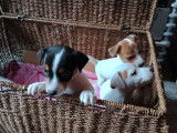 4 magnifiques chiots Jack Russell de petite taille à vendre