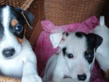 4 magnifiques chiots Jack Russell de petite taille à vendre
