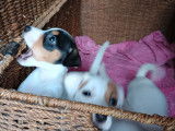 4 magnifiques chiots Jack Russell de petite taille à vendre