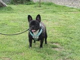 Femelle Bouledogue Français à vendre (cadre familial)