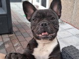Femelle Bouledogue Français à vendre (cadre familial)